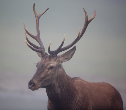 Red deer with antlers