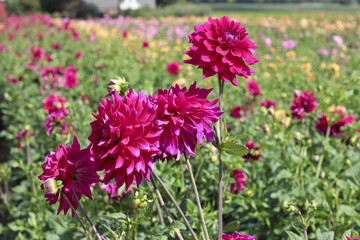Obraz premium dahlia garden farm