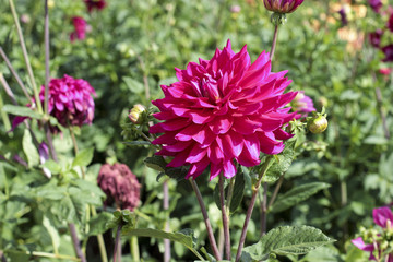 dahlia flowers