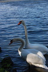 Swans