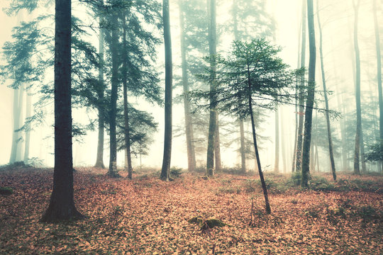 Fototapeta Beautiful dreamy foggy forest trees landscape. Color filter effect used.