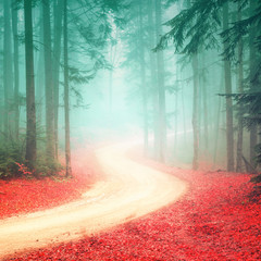 Fototapety  Piękny sezonowy kolor mglistej leśnej drogi. Magiczny kolor lasu z jasną mglistą drogą.