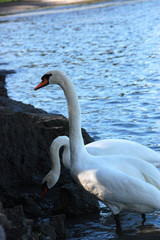 Swans