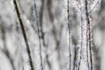 branches covered in ice crystals and hoar frost