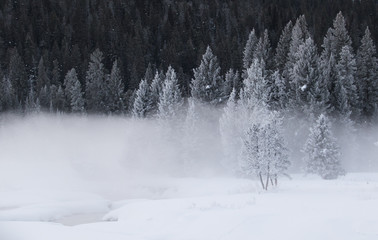 a cold frosted spruce forest with a foggy snowy creek in the foreground - 98204855