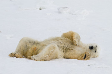a lazy polar bear relaxes on his back in the snow and looks toward the camera - 98204875