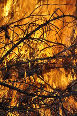 Twigs burning on a large bonfire