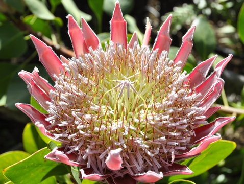 Fototapeta The flower of a Protea plant