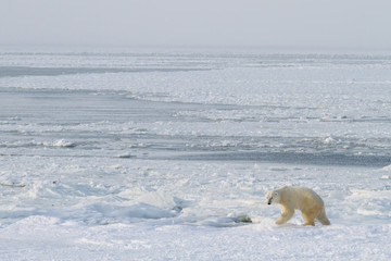 Obraz na płótnie Canvas a polar bear climbing across broken ice against a background of open water and white sea ice.