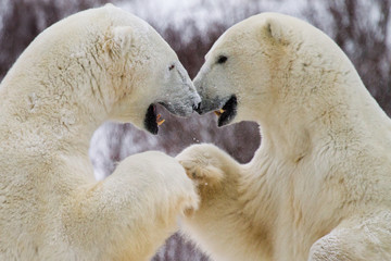 two polar bears appear to be shaking hands or bumping fists while preparing to spar; canine teeth exposed. - 98205628