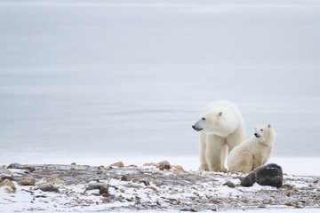 a polar bear mother and cub sitting on rocks against icy white background and looking to the left - 98205631