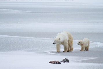 a polar bear mom and cub walk across swirled ice with two rocks in the foreground - 98205639