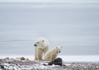 Obraz na płótnie Canvas a polar bear mother and cub sitting in front of icy background and resting; mother looking to the left, and cub looking towards camera.