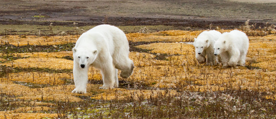 polar bear mom leads twin cubs towards camera across yellow arctic moss - 98205652