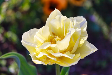 Field of yellow spring tulips