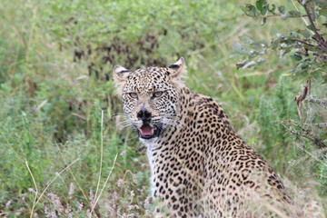 Leopard