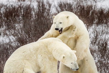 one polar bear with large teeth roars and jumps on another bear; bushes in background