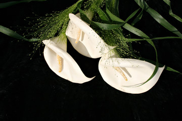 callas schwarz weiß karte closeup copy space lifestyle karte sunlight