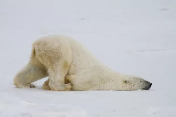 Fotobehang een gekke ijsbeer duwt op zijn buik over de sneeuw. © sbthegreenman