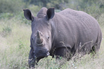 Obraz premium Rhinoceros