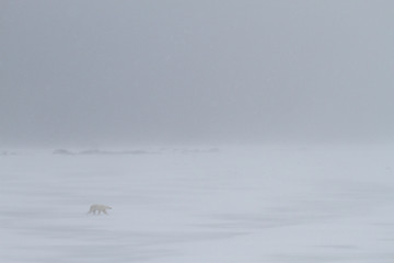 landscape of a polar bear walking into the headwind of a whiteout snowstorm - 98206643