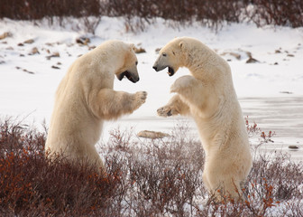 two polar bears facing off, standing on hind legs preparing to grapple like sumo wrestlers; standing against white snow and red bushes - 98206654
