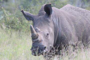 Naklejka premium Rhinoceros 