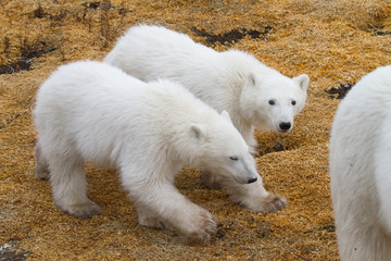 two young twin polar bear cubs walk in tandem behind mother; one cub looking toward camera; against yellow moss