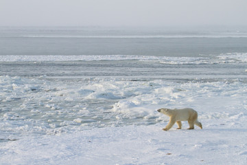 Obraz na płótnie Canvas a polar bear walking across ice against a background of open water and white sea ice. golden glow of low light