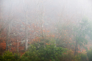 Obraz premium Detail forest with fog