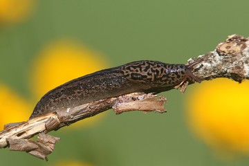 Leopard Slug (Limax maximus)