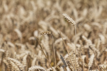 Golden white wheat field at harvest time. Macro photography of the grain. Healthy organic carbohydrates nutrition