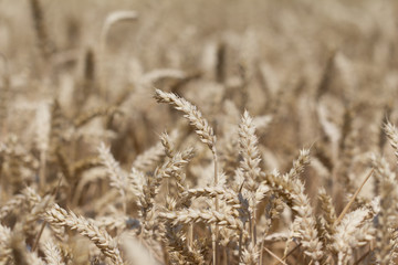 Golden white wheat field at Thanksgiving time. Macro photography of the grain. Healthy organic carbohydrates nutrition