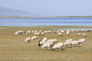 Sheeps grazing at the vast Qinghai Lake at 3000m.