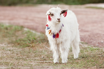 Cute tiny white goat, Inner Mongolia, China