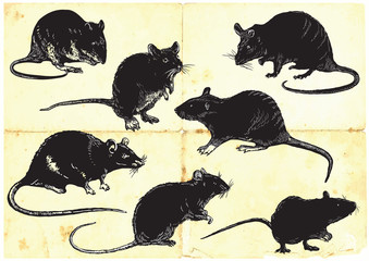 rats collection, freehand sketching, vector illustration