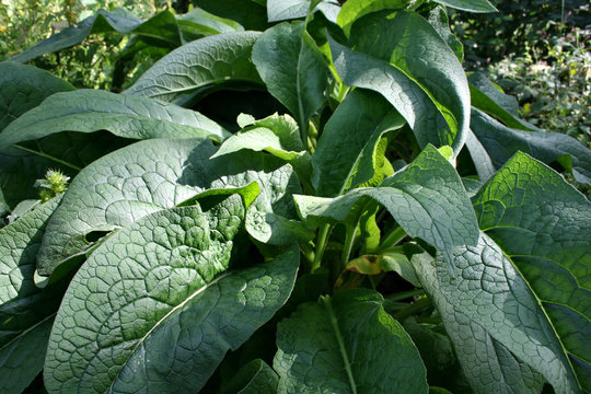 beinwell pflanze heilmittel g&auml;rten alternativ medizin comfrey bio Raublattgew&auml;chse bienenkraut