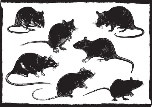 rats collection, freehand sketching, vector illustration