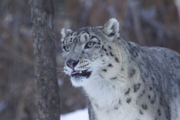Snow Leopard