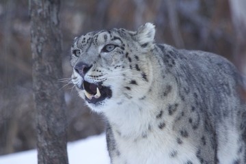 Snow Leopard