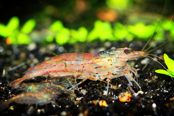 shrimp