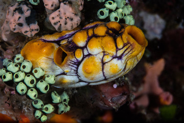 Colorful Tunicates on Pacific Reef