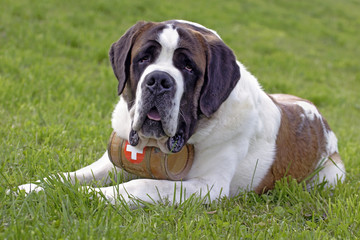Fototapeta premium Saint Bernard Dog laying in grass