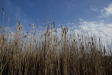 reeds
