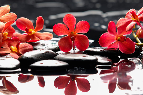 Beautiful red orchid with therapy stones 
