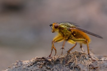 Common yellow dung fly (Scathophaga stercoraria) standing on cow pat
