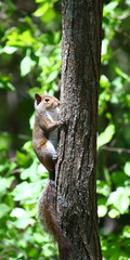 Squirrel climbing a tree at Monte Sano State Park in Alabama