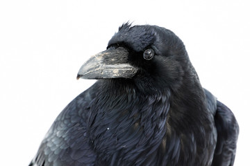 raven portrait white background