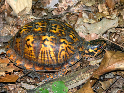 Box Turtle (Terrapene carolina) waling through a woodland of southern Illinois