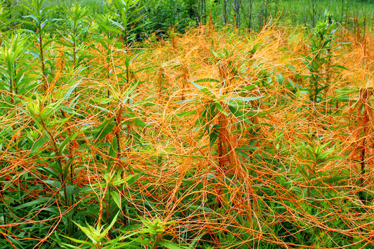 Illinois Prairie Covered with Dodder